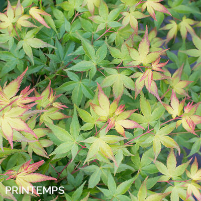 Acer palmatum 'Little Princess'
