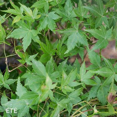 Acer palmatum 'Little Princess'