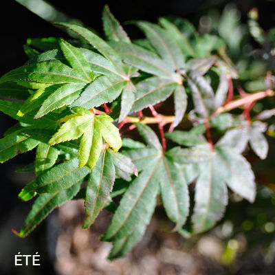 Acer palmatum 'Mikawa Yatsubusa'