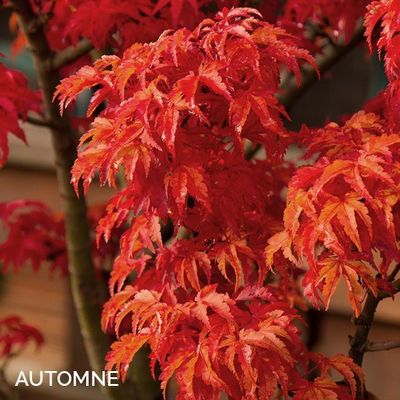 Acer palmatum 'Shishigashira'