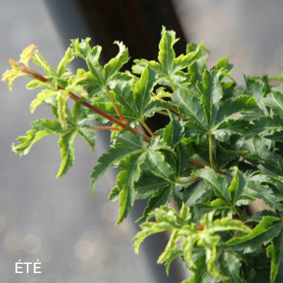 Acer palmatum 'Shishigashira'