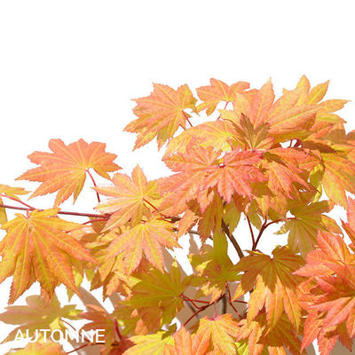Acer shirasawanum 'Autumn Moon'