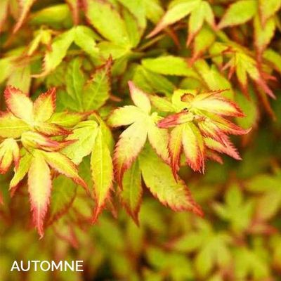 Acer palmatum 'Little Princess'