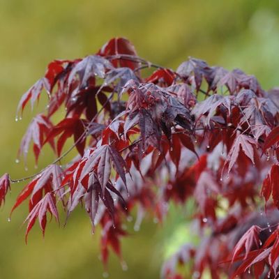 Acer palmatum 'Bloodgood'