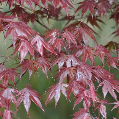 Acer palmatum 'Bloodgood'