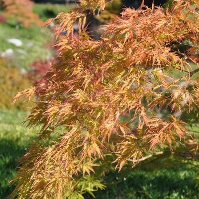 Acer dissectum 'Crimson Queen'
