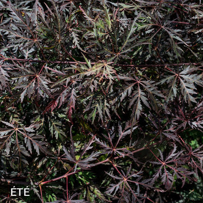 Acer palmatum dissectum 'Tamukeyama'