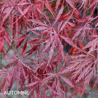Acer palmatum dissectum 'Tamukeyama'