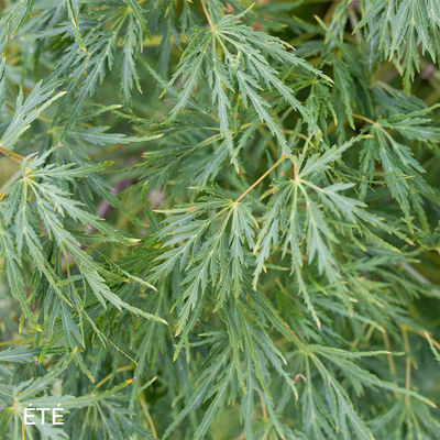 Acer palmatum dissectum 'Viridis'