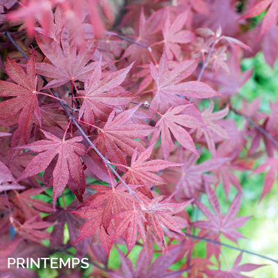 Acer palmatum 'Fire Glow'