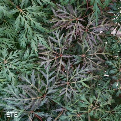 Acer palmatum dissectum 'Orangeola'