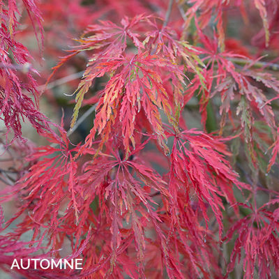 Acer palmatum dissectum 'Inaba-Shidare'