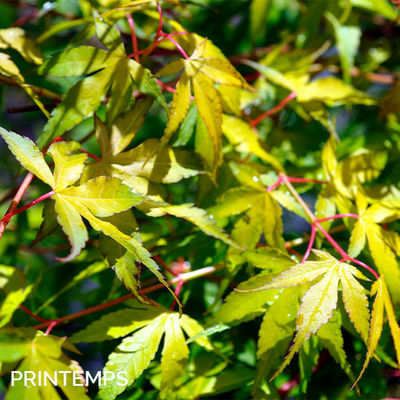 Acer palmatum 'Katsura'