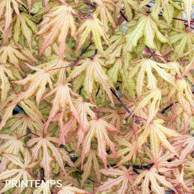 Acer palmatum 'Reticulatum red'