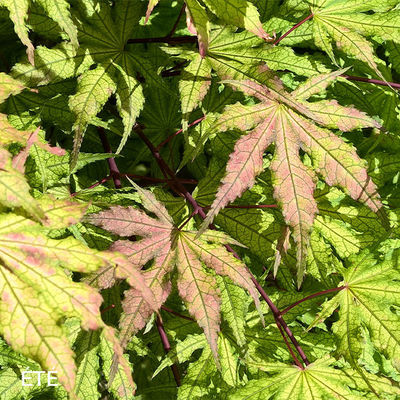 Acer palmatum 'Reticulatum red'