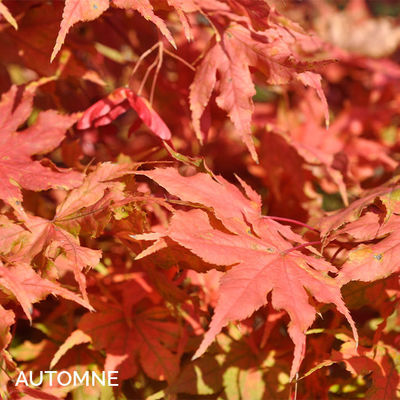 Acer palmatum 'Reticulatum red'