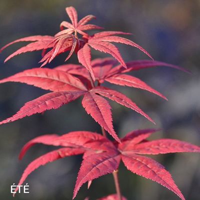 Acer palmatum 'Fire Glow'