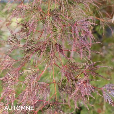 Acer palmatum dissectum 'Emerald Lace'