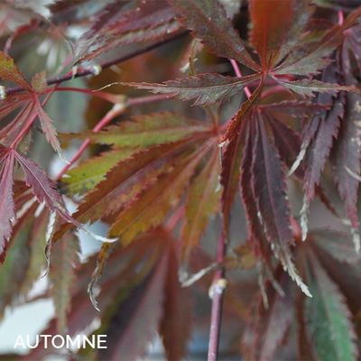 Acer palmatum 'Burgundy Lace'