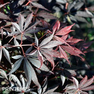 Acer palmatum 'Burgundy Lace'