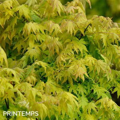 Acer palmatum 'Orange Dream'