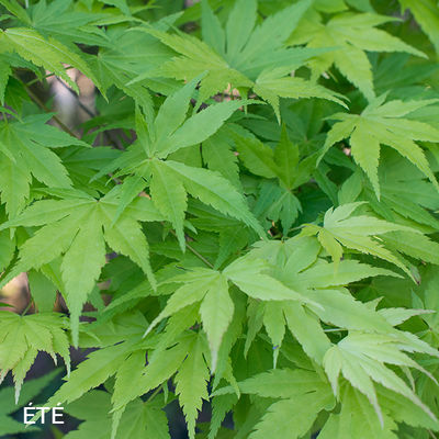 Acer palmatum 'Orange Dream'