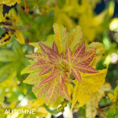 Acer palmatum 'Orange Dream'
