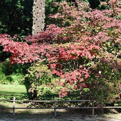 Acer japonicum 'Aconitifolium'