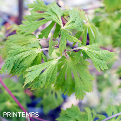 Acer japonicum 'Aconitifolium'