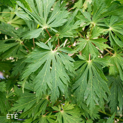 Acer japonicum 'Aconitifolium'