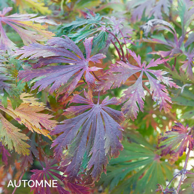 Acer japonicum 'Aconitifolium'