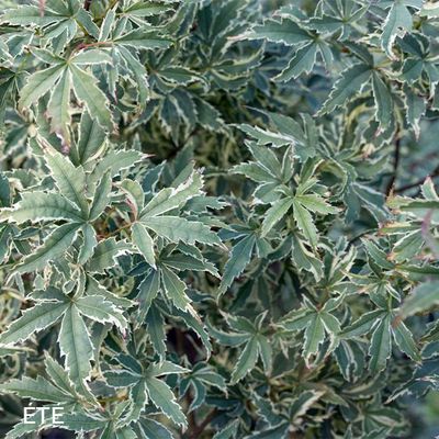 Acer palmatum 'Butterfly'