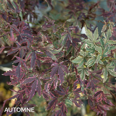 Acer palmatum 'Butterfly'