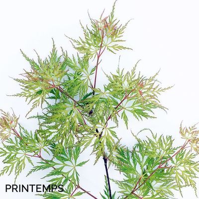 Acer palmatum dissectum 'Emerald Lace'