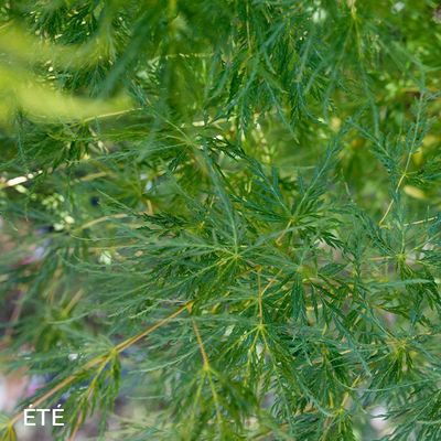 Acer palmatum dissectum 'Emerald Lace'