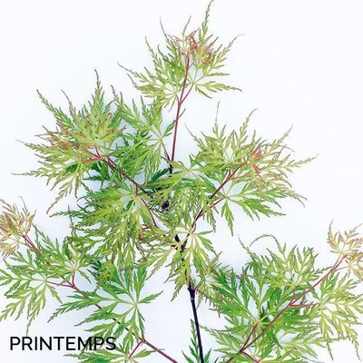Acer palmatum dissectum 'Emerald Lace'