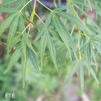 Acer palmatum 'Scolopendrifolium'