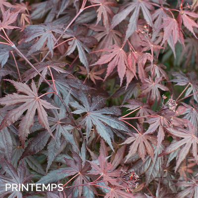 Acer palmatum 'Trompenburg'