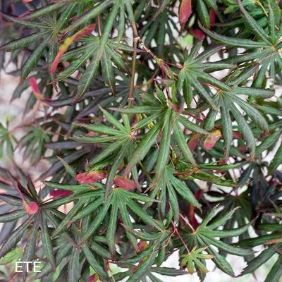 Acer palmatum 'Trompenburg'