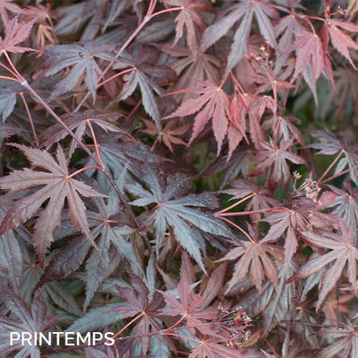 Acer palmatum 'Trompenburg'