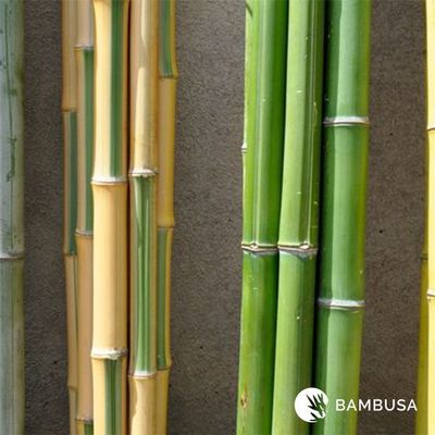 Tronçon frais, jaune strié de vert, Longueur : 3 m