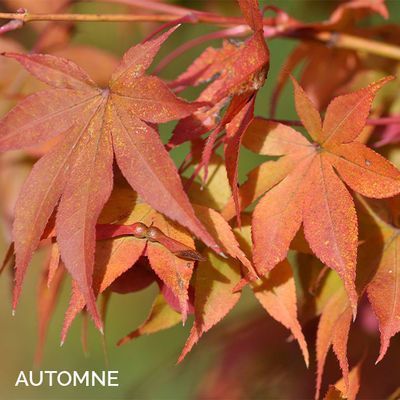 Acer palmatum 'Osakazuki'