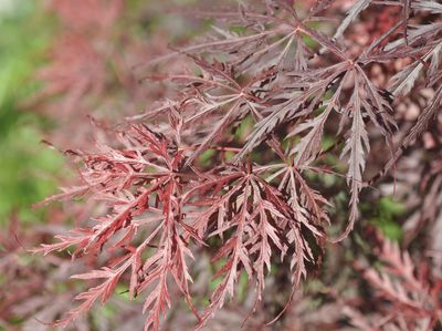 Acer dissectum 'Crimson Queen'