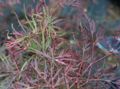 Acer dissectum 'Crimson Queen'
