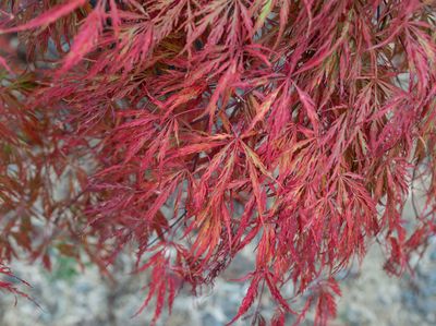 Acer dissectum 'Crimson Queen'