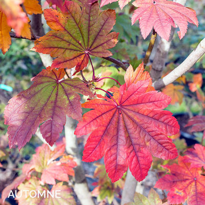 Acer japonicum 'Vitifolium'