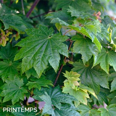 Acer japonicum 'Vitifolium'