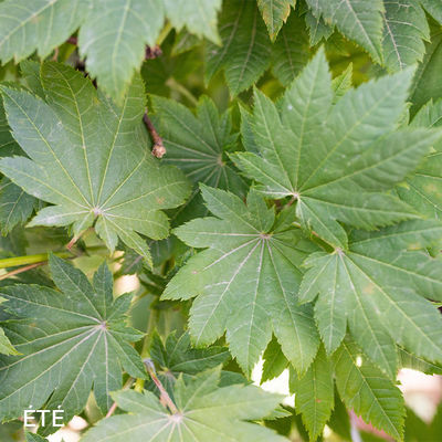 Acer japonicum 'Vitifolium'