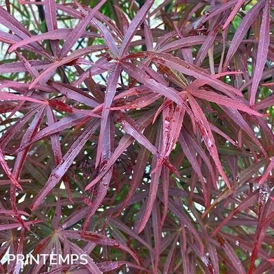 Acer palmatum 'Atrolineare'