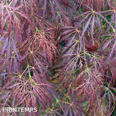 Acer palmatum dissectum 'Rubrifolium'